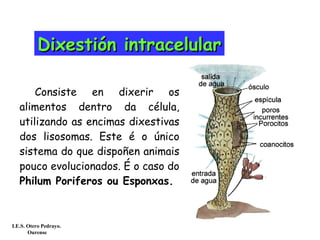 DixestiónDixestión intracelularintracelular
Consiste en dixerir os
alimentos dentro da célula,
utilizando as encimas dixestivas
dos lisosomas. Este é o único
sistema do que dispoñen animais
pouco evolucionados. É o caso do
Philum Poriferos ou Esponxas.
I.E.S. Otero Pedrayo.
Ourense
 