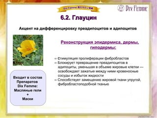 6.2. Глауцин6.2. Глауцин
Акцент на дифференцировку преадипоцитов и адипоцитовАкцент на дифференцировку преадипоцитов и адипоцитов
Входит в состав
Препаратов
Dix Femme:
Масляные гели
+
Маски
Реконструкция эпидермиса, дермы,
гиподермы:
⇒ Стимуляция пролиферации фибробластов
⇒ Блокирует превращение преадипоцитов в
адипоциты, уменьшая в объеме жировые клетки —
освобождает зажатые между ними кровеносные
сосуды и избыток жидкости
⇒ Способствует замещению жировой ткани упругой,
фибробластоподобной тканью
 