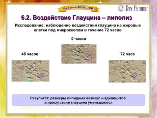 6.2. Воздействие Глауцина – липолиз6.2. Воздействие Глауцина – липолиз
Исследование: наблюдение воздействия глауцина на жировые
клетки под микроскопом в течение 72 часов
48 часов
0 часов
72 часа
Результат: размеры липидных везикул и адипоцитов
в присутствии глауцина уменьшаются
 