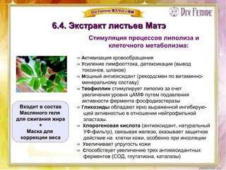 6.4. Экстракт листьев Матэ6.4. Экстракт листьев Матэ
Стимуляция процессов липолиза и
клеточного метаболизма:
⇒ Активизация кровообращения
⇒ Усиление лимфооттока, детоксикации (вывод
токсинов, шлаков)
⇒ Мощный антиоксидант (рекордсмен по витаминно-
минеральному составу)
⇒ Теофиллин стимулирует липолиз за счет
увеличения уровня цАМФ путем подавления
активности фермента фосфодиэстеразы
⇒ Гликозиды обладают ярко выраженной ингибирую-
щей активностью в отношении нейтрофильной
эластазы.
⇒ Хлорогеновая кислота (антиоксидант, натуральный
УФ-фильтр), связывая железо, оказывает защитное
действие на  клетки кожи, особенно при инсоляции
⇒ Увеличивает упругость кожи
⇒ Способствует увеличению трех антиоксидантных
ферментов (СОД, глутатиона, каталазы)
Входит в состав
Масляного геля
для сжигания жира
+
Маска для
коррекции веса
 