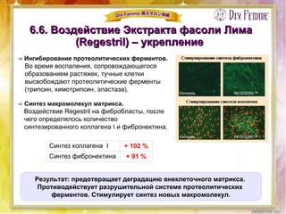 6.6. Воздействие Экстракта фасоли Лима6.6. Воздействие Экстракта фасоли Лима
(Regestril) – укрепление(Regestril) – укрепление
Результат: предотвращает деградацию внеклеточного матрикса.
Противодействует разрушительной системе протеолитических
ферментов. Стимулирует синтез новых макромолекул.
⇒ Ингибирование протеолитических ферментов.
Во время воспаления, сопровождающегося
образованием растяжек, тучные клетки
высвобождают протеолитические ферменты
(трипсин, химотрипсин, эластаза).
⇒ Синтез макромолекул матрикса.
Воздействие Regestril на фибробласты, после
чего определялось количество
синтезированного коллагена I и фибронектина.
Синтез коллагена I + 102 %
Синтез фибронектина + 91 %
 