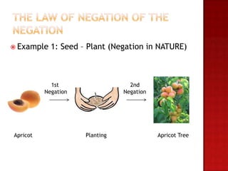  Example   1: Seed – Plant (Negation in NATURE)



            1st                   2nd
          Negation              Negation




Apricot              Planting              Apricot Tree
 