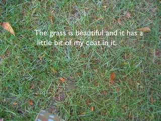 The grass is beautiful and it has a little bit of my coat in it. 
