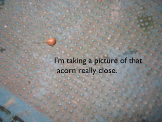 I’m taking a picture of that acorn really close. 