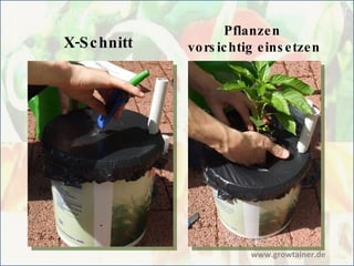 X-Schnitt Pflanzen  vorsichtig einsetzen www.growtainer.de 