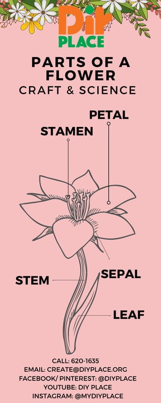 CRAFT & SCIENCE
PARTS OF A
FLOWER
PETAL
STAMEN
STEM
SEPAL
LEAF
FACEBOOK/ PINTEREST: @DIYPLACE
YOUTUBE: DIY PLACE
INSTAGRAM: @MYDIYPLACE
CALL: 620-1635
EMAIL: CREATE@DIYPLACE.ORG
 