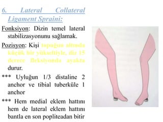 6. Lateral Collateral 
Ligament Spraini: 
Fonksiyon: Dizin temel lateral 
stabilizasyonunu sağlamak. 
Pozisyon: Kişi topuğun altında 
küçük bir yükseltiyle, diz 15 
derece fleksiyonda ayakta 
durur. 
*** Uyluğun 1/3 distaline 2 
anchor ve tibial tuberküle 1 
anchor 
*** Hem medial eklem hattını 
hem de lateral eklem hattını 
bantla en son popliteadan bitir 
 