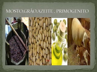 MOSTO,GRÃO.AZEITE , PRIMOGENITO
