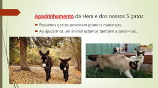 Apadrinhamento da Hera e dos nossos 5 gatos
 Pequenos gestos provocam grandes mudanças,
 Ao ajudarmos um animal estamos também a salvar-nos…
 