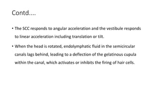 Contd....
• The SCC responds to angular acceleration and the vestibule responds
to linear acceleration including translation or tilt.
• When the head is rotated, endolymphatic fluid in the semicircular
canals lags behind, leading to a deflection of the gelatinous cupula
within the canal, which activates or inhibits the firing of hair cells.
 