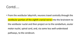 Contd....
• From the vestibular labyrinth, neurons travel centrally through the
vestibular portion of the eighth cranial nerve into the brainstem to
the vestibular nuclei and then project on to the cerebellum, ocular
motor nuclei, spinal cord, and, via some less well-understood
pathways, to the cerebrum.
 