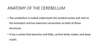 ANATOMY OF THE CEREBELLUM
• The cerebellum is tucked underneath the cerebral cortex and next to
the brainstem and has extensive connections to both of those
structures.
• It has a cortex that branches and folds, central white matter, and deep
nuclei.
 