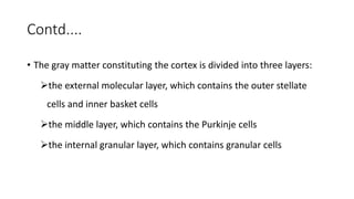 Contd....
• The gray matter constituting the cortex is divided into three layers:
the external molecular layer, which contains the outer stellate
cells and inner basket cells
the middle layer, which contains the Purkinje cells
the internal granular layer, which contains granular cells
 