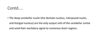 Contd....
• The deep cerebellar nuclei (the dentate nucleus, interposed nuclei,
and fastigial nucleus) are the only output cells of the cerebellar cortex
and send their excitatory signal to numerous brain regions.
 