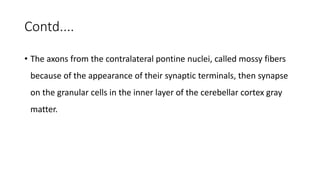 Contd....
• The axons from the contralateral pontine nuclei, called mossy fibers
because of the appearance of their synaptic terminals, then synapse
on the granular cells in the inner layer of the cerebellar cortex gray
matter.
 