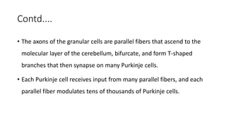 Contd....
• The axons of the granular cells are parallel fibers that ascend to the
molecular layer of the cerebellum, bifurcate, and form T-shaped
branches that then synapse on many Purkinje cells.
• Each Purkinje cell receives input from many parallel fibers, and each
parallel fiber modulates tens of thousands of Purkinje cells.
 