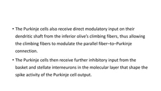 • The Purkinje cells also receive direct modulatory input on their
dendritic shaft from the inferior olive’s climbing fibers, thus allowing
the climbing fibers to modulate the parallel fiber–to–Purkinje
connection.
• The Purkinje cells then receive further inhibitory input from the
basket and stellate interneurons in the molecular layer that shape the
spike activity of the Purkinje cell output.
 