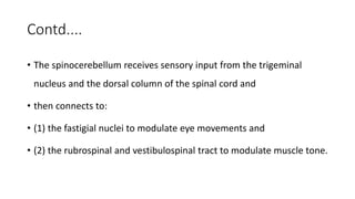 Contd....
• The spinocerebellum receives sensory input from the trigeminal
nucleus and the dorsal column of the spinal cord and
• then connects to:
• (1) the fastigial nuclei to modulate eye movements and
• (2) the rubrospinal and vestibulospinal tract to modulate muscle tone.
 