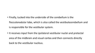 • Finally, tucked into the underside of the cerebellum is the
flocculonodular lobe, which is also called the vestibulocerebellum and
is responsible for the vestibular system.
• It receives input from the ipsilateral vestibular nuclei and pretectal
area of the midbrain and visual cortex and then connects directly
back to the vestibular nucleus.
 
