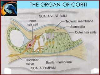 THE ORGAN OF CORTI
 