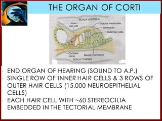 THE ORGAN OF CORTI
▪ END ORGAN OF HEARING (SOUND TO A.P.)
▪ SINGLE ROW OF INNER HAIR CELLS & 3 ROWS OF
OUTER HAIR CELLS (15,000 NEUROEPITHELIAL
CELLS)
▪ EACH HAIR CELL WITH ~60 STEREOCILIA
EMBEDDED IN THE TECTORIAL MEMBRANE
 