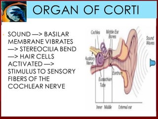 ORGAN OF CORTI
ORGAN OF CORTI
▪ SOUND —> BASILAR
MEMBRANE VIBRATES
—> STEREOCILIA BEND
—> HAIR CELLS
ACTIVATED —>
STIMULUS TO SENSORY
FIBERS OF THE
COCHLEAR NERVE
 