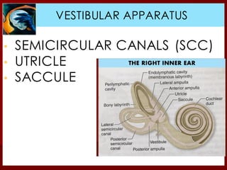 ▪ SEMICIRCULAR CANALS (SCC)
▪ UTRICLE
▪ SACCULE
CRISTA AMPULLA
VESTIBULAR APPARATUS
 