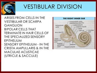 CRISTA AMPULLA
VESTIBULAR DIVISION
▪ ARISES FROM CELLS IN THE
VESTIBULAR OR SCARPA
GANGLION
▪ BIPOLAR CELLS THAT
TERMINATE IN HAIR CELLS OF
THE SPECIALIZED SENSORY
EPITHELIUM
▪ SENSORY EPITHELIUM - IN THE
CRISTA AMPULLARIS & IN THE
MACULAE ACUSTICAE
(UTRICLE & SACCULE)
 