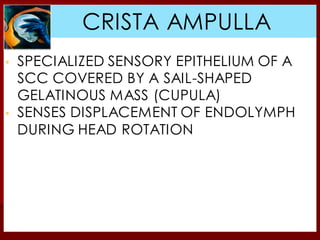 ▪ SPECIALIZED SENSORY EPITHELIUM OF A
SCC COVERED BY A SAIL-SHAPED
GELATINOUS MASS (CUPULA)
▪ SENSES DISPLACEMENT OF ENDOLYMPH
DURING HEAD ROTATION
CRISTA AMPULLA
CRISTA AMPULLA
 