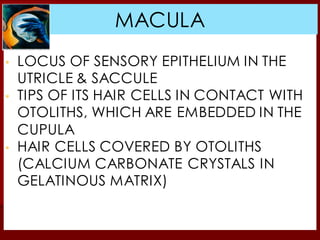 ▪ LOCUS OF SENSORY EPITHELIUM IN THE
UTRICLE & SACCULE
▪ TIPS OF ITS HAIR CELLS IN CONTACT WITH
OTOLITHS, WHICH ARE EMBEDDED IN THE
CUPULA
▪ HAIR CELLS COVERED BY OTOLITHS
(CALCIUM CARBONATE CRYSTALS IN
GELATINOUS MATRIX)
MACULA
MACULA
 
