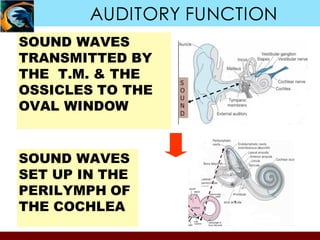 AUDITORY FUNCTION
SOUND WAVES
TRANSMITTED BY
THE T.M. & THE
OSSICLES TO THE
OVAL WINDOW
SOUND WAVES
SET UP IN THE
PERILYMPH OF
THE COCHLEA
 