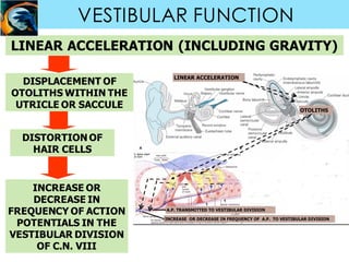 VESTIBULAR FUNCTION
LINEAR ACCELERATION (INCLUDING GRAVITY)
DISPLACEMENT OF
OTOLITHS WITHIN THE
UTRICLE OR SACCULE
DISTORTION OF
HAIR CELLS
INCREASE OR
DECREASE IN
FREQUENCY OF ACTION
POTENTIALS IN THE
VESTIBULAR DIVISION
OF C.N. VIII
 