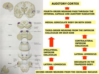 SECOND-ORDER NEURONS FROM THE COCHLEAR NUCLEUS
IPSILATERAL
INFERIOR
COLLICULUS
LATERAL LEMNISCUS
CONTRALATERAL
INFERIOR
COLLICULUS
LATERAL LEMNISCUS
DECUSSATE IN THE
TRAPEZOID BODY
THIRD-ORDER NEURONS FROM THE INFERIOR
COLLICULUS ON EACH SIDE
MEDIAL GENICULATE BODY ON BOTH SIDES
FOURTH-ORDER NEURONS PASS THROUGH THE
INTERNAL CAPSULE AND AUDITORY RADIATION
AUDITORY CORTEX
 