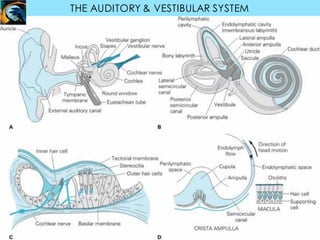 The n
THE AUDITORY & VESTIBULAR SYSTEM
 