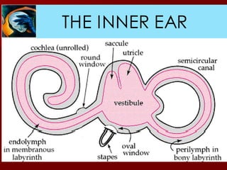 THE INNER EAR
 