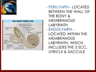 PERILYMPH - LOCATED
BETWEEN THE WALL OF
THE BONY &
MEMBRANOUS
LABYRINTH
ENDOLYMPH -
LOCATED WITHIN THE
MEMBRANOUS
LABYRINTH, WHICH
INCLUDES THE 3 SCC,
UTRICLE & SACCULE
 