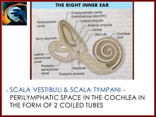 SCALA VESTIBULI & SCALA TYMPANI -
PERILYMPHATIC SPACE IN THE COCHLEA IN
THE FORM OF 2 COILED TUBES
 