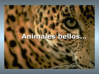 Animales bellos...Animales bellos...
 