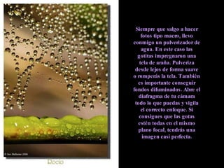 Siempre que salgo a hacer fotos tipo macro, llevo conmigo un pulverizador de agua. En este caso las gotitas impregnaron una tela de araña. Pulveriza desde lejos de forma suave o romperás la tela. También es importante conseguir fondos difuminados. Abre el diafragma de tu cámara todo lo que puedas y vigila el correcto enfoque. Si consigues que las gotas estén todas en el mismo plano focal, tendrás una imagen casi perfecta. 