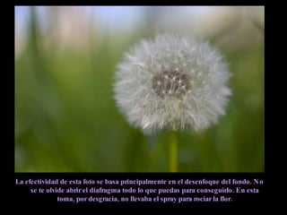 La efectividad de esta foto se basa principalmente en el desenfoque del fondo. No se te olvide abrir el diafragma todo lo que puedas para conseguirlo. En esta toma, por desgracia, no llevaba el spray para rociar la flor. 