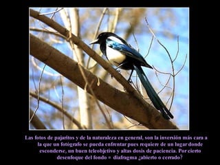 Las fotos de pajaritos y de la naturaleza en general, son la inversión más cara a la que un fotógrafo se pueda enfrentar pues requiere de un lugar donde esconderse, un buen teleobjetivo y altas dosis de paciencia. Por cierto desenfoque del fondo = diafragma ¿abierto o cerrado?  