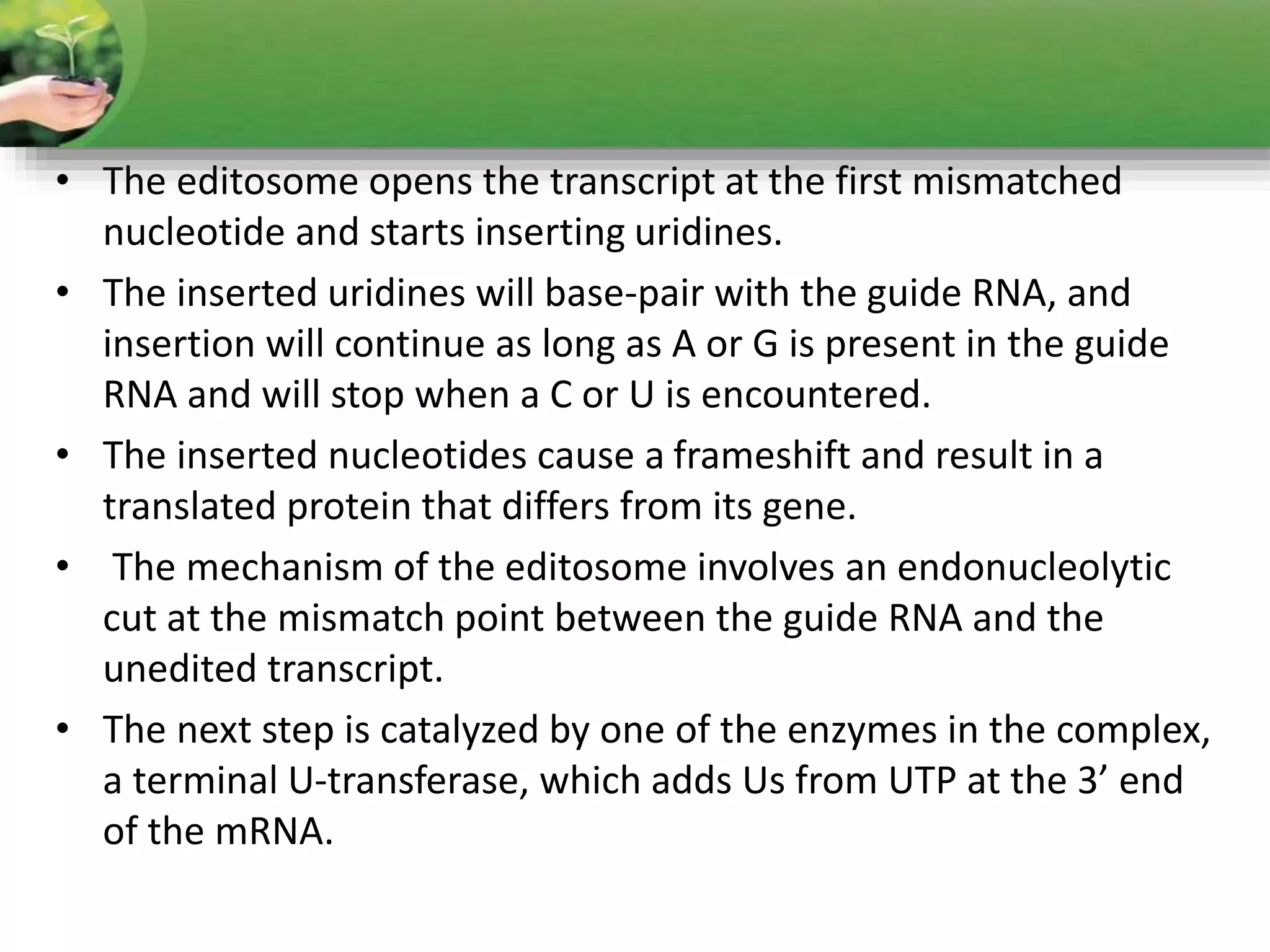 • The editosome opens the transcript at the first mismatched
nucleotide and starts inserting uridines.
• The inserted uridines will base-pair with the guide RNA, and
insertion will continue as long as A or G is present in the guide
RNA and will stop when a C or U is encountered.
• The inserted nucleotides cause a frameshift and result in a
translated protein that differs from its gene.
• The mechanism of the editosome involves an endonucleolytic
cut at the mismatch point between the guide RNA and the
unedited transcript.
• The next step is catalyzed by one of the enzymes in the complex,
a terminal U-transferase, which adds Us from UTP at the 3’ end
of the mRNA.
 