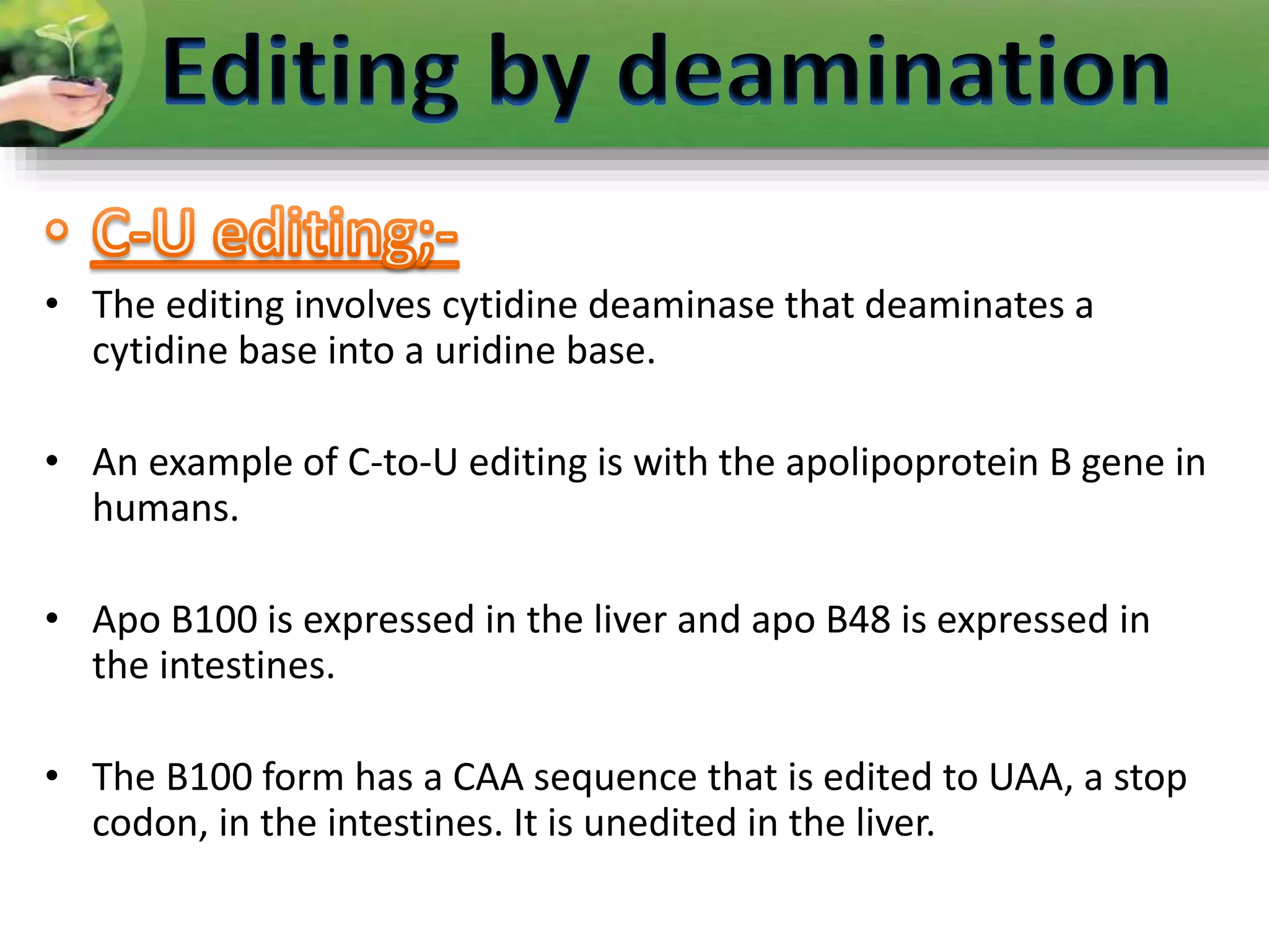 • The editing involves cytidine deaminase that deaminates a
cytidine base into a uridine base.
• An example of C-to-U editing is with the apolipoprotein B gene in
humans.
• Apo B100 is expressed in the liver and apo B48 is expressed in
the intestines.
• The B100 form has a CAA sequence that is edited to UAA, a stop
codon, in the intestines. It is unedited in the liver.
 