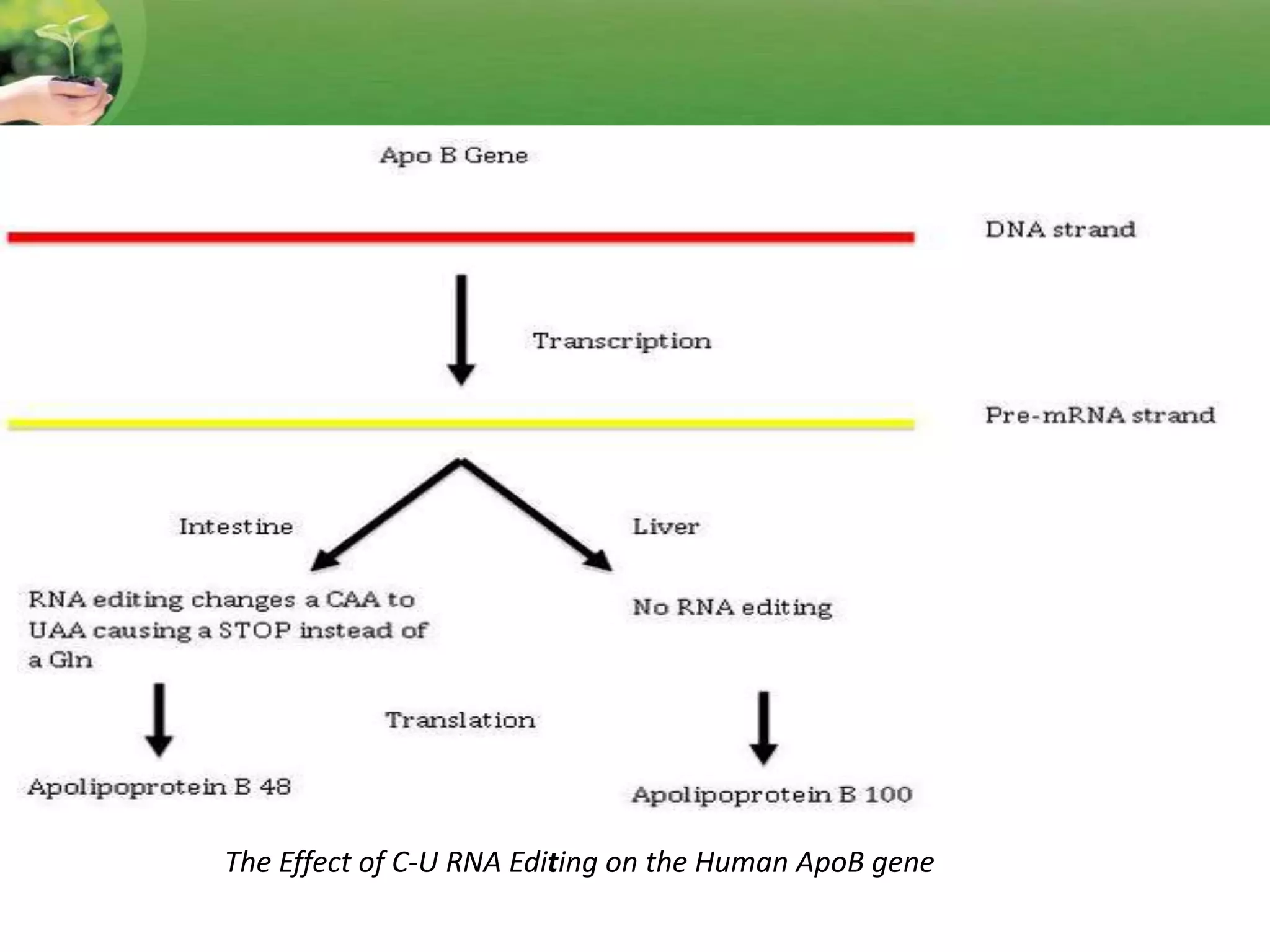 The Effect of C-U RNA Editing on the Human ApoB gene
 