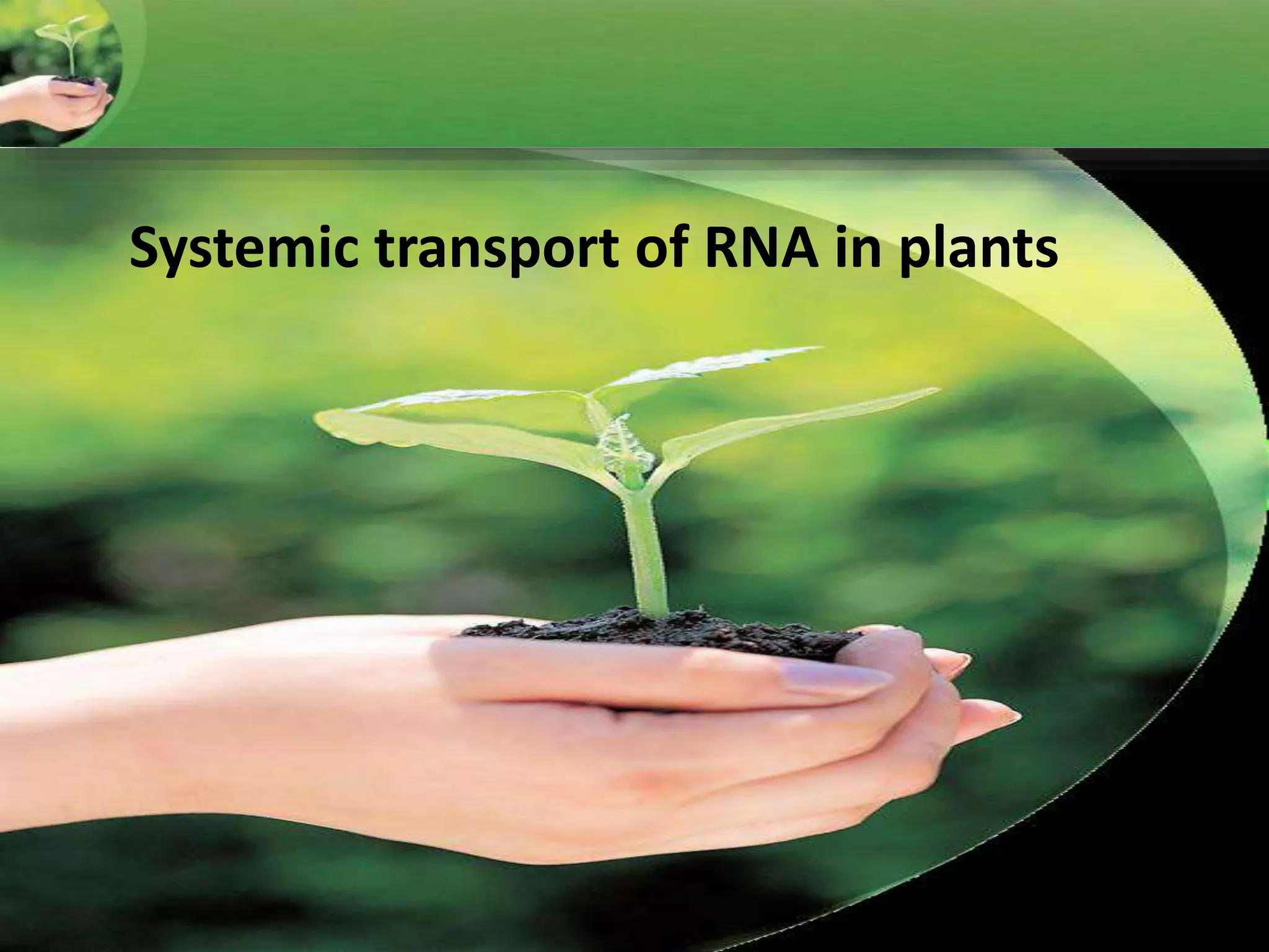 Systemic transport of RNA in plants
 