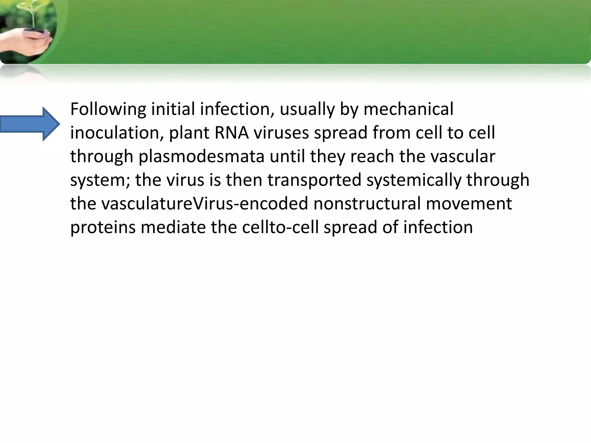 Following initial infection, usually by mechanical
inoculation, plant RNA viruses spread from cell to cell
through plasmodesmata until they reach the vascular
system; the virus is then transported systemically through
the vasculatureVirus-encoded nonstructural movement
proteins mediate the cellto-cell spread of infection
 