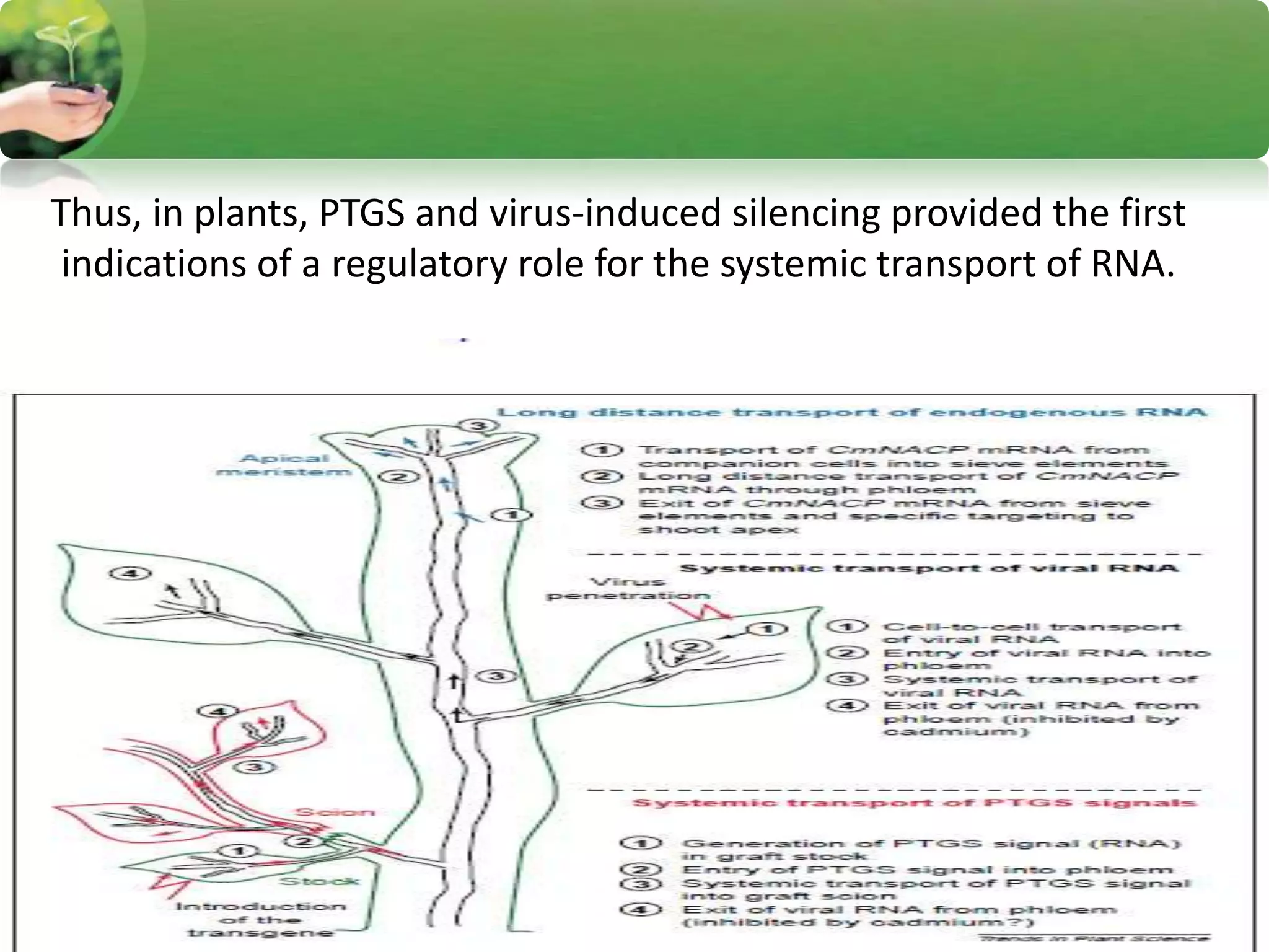 Thus, in plants, PTGS and virus-induced silencing provided the first
indications of a regulatory role for the systemic transport of RNA.
 