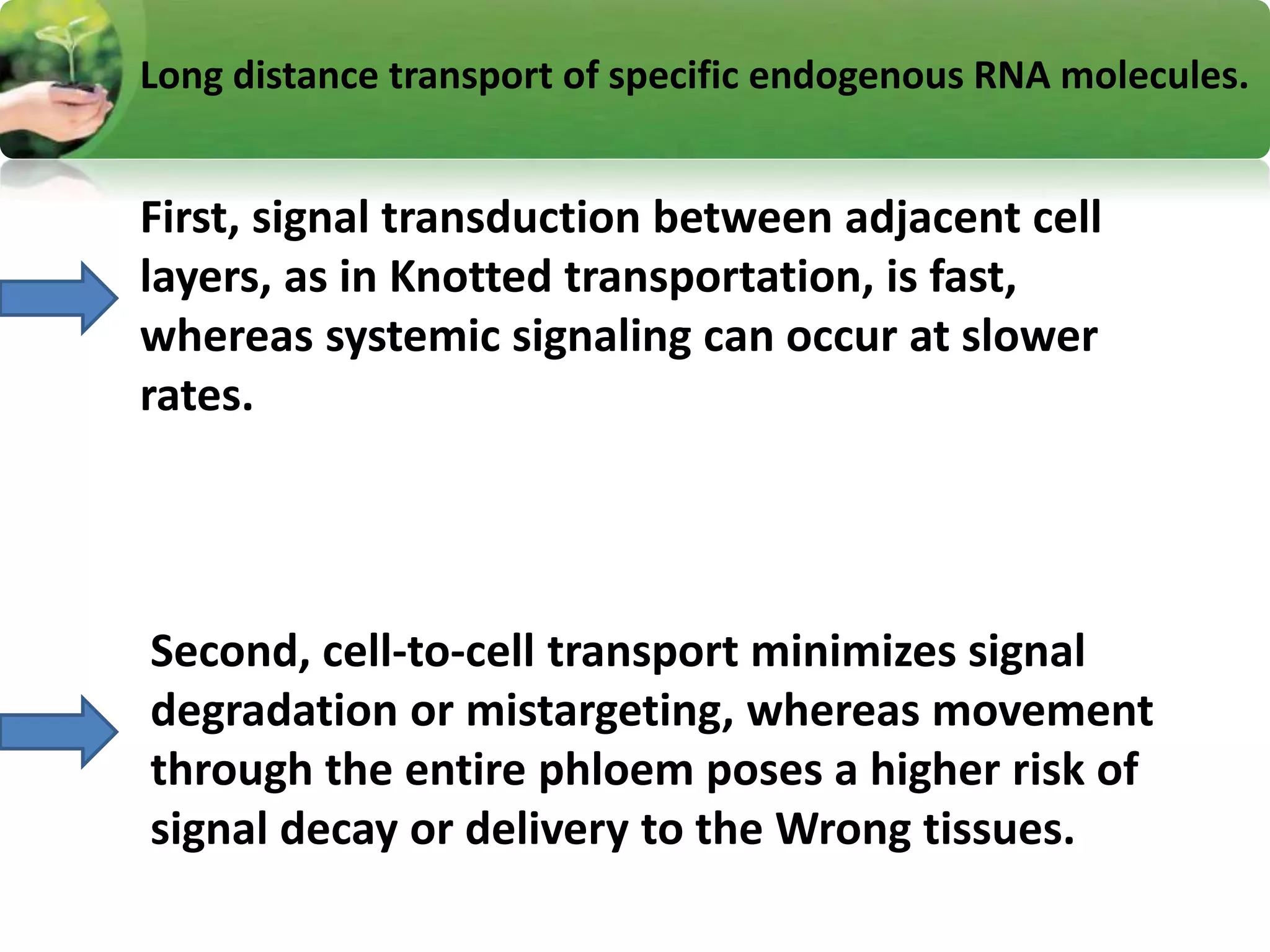 First, signal transduction between adjacent cell
layers, as in Knotted transportation, is fast,
whereas systemic signaling can occur at slower
rates.
Second, cell-to-cell transport minimizes signal
degradation or mistargeting, whereas movement
through the entire phloem poses a higher risk of
signal decay or delivery to the Wrong tissues.
Long distance transport of specific endogenous RNA molecules.
 