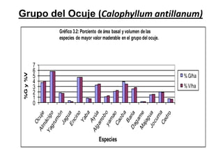 Grupo del Ocuje (Calophyllum antillanum)