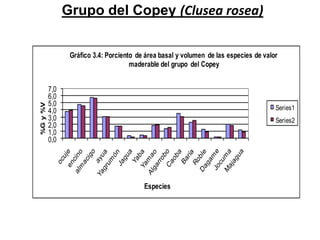 Grupo del Copey (Clusea rosea)